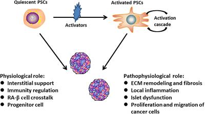 Pancreatic Stellate Cells: A Rising Translational Physiology Star as a Potential Stem Cell Type for Beta Cell Neogenesis